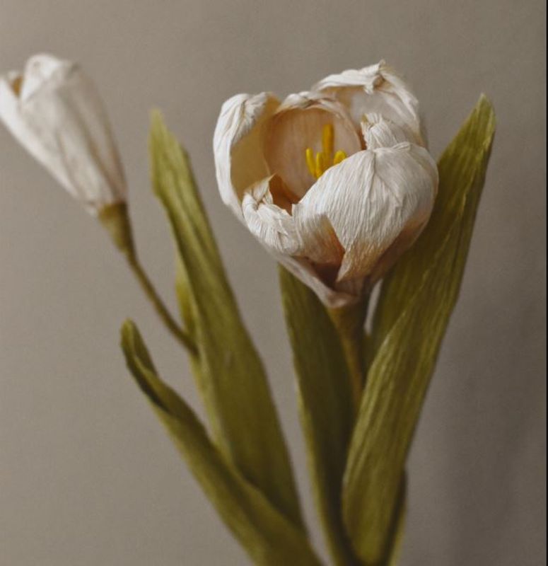 Papirblomst Tulipan creme