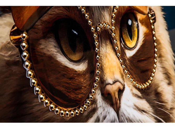 Hovedbilde Bilde katt