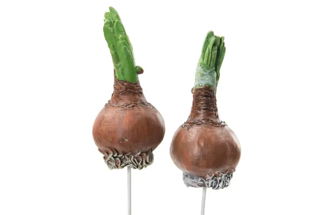 Hovedbilde Blomsterløk 9,5cm