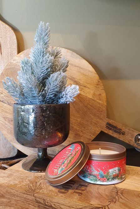 Hovedbilde Furu mini snø i potte